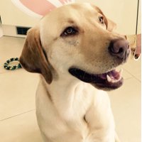 Harvey The Dog (@rvthedog) 's Twitter Profile