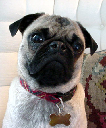 I am a pug.