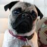 jaypug's profile picture. I am a pug.
