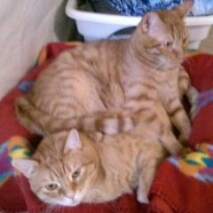 Cairene Ginger from Egypt, proud immigrant, descended from Gods,
I block pics of animal/sex abuse. NO LISTS NO DM NO MONEY/FUNDS REQUESTS.