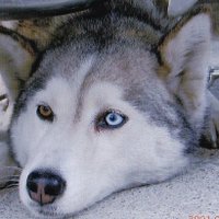 カンガルーぴょん (@kngr_pyon) 's Twitter Profile Photo