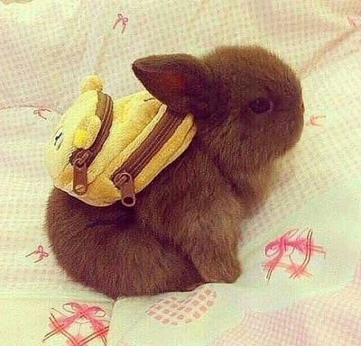 I love bunnies🐰, I love music and
Im always tired💤💤😝😝