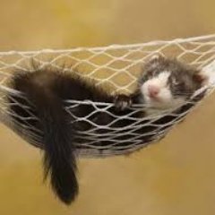 I'm just a ferret looking for friends