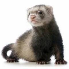 Welcome to my world of weather facts and figures. The Ferret loves his music too. Known to his friends as Captain Fluffy.