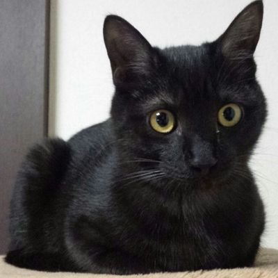 黒澤です。
看護師してます。
黒猫とひっそりダラダラ暮らしてます。