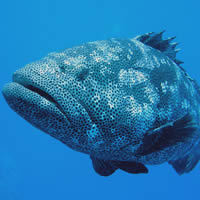 worthyfishing's profile picture. 