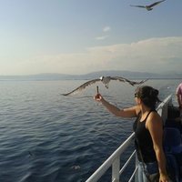 Ayşim Güler (@guleraysim) 's Twitter Profile