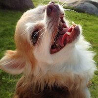 Tomoko Mishima (@ftasuke) 's Twitter Profile