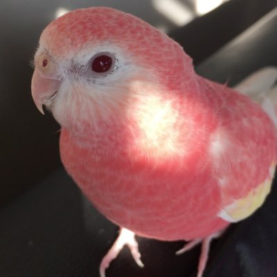 アキクサインコ百花(ももか)の飼い主アカウントです。2016.6/5にお迎えしました。百花は人懐くて手のひらが大好きな甘えん坊な女の子です。ほぼ百花の事しかツイートしないアカウントです(о´∀`о)
