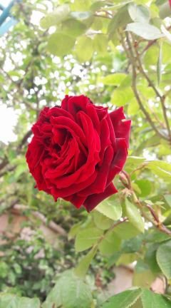 s5YVXaWXroOSIfE's profile picture. ‏فنانون ومشاهير الدين الموسيقى