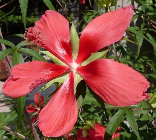 ikezakim's profile picture. 池崎造園を息子と営んでいて、個性的な庭や外構工事を目指して頑張っている親子の造園士です。明星高校横の心眼寺坂に有る心眼寺の庭等を作庭。堺市方違神社の西隣りに江久庵(カステラ等)の奥に朝雲庵(千利休茶室)の庭の作庭にかかわり、管理をしています。一度ご覧下さい。