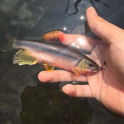 sho5nuba124's profile picture. 栃木を中心に自然の中を彷徨っています。