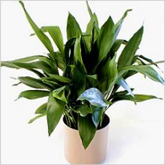 Keep the Aspidistra Flying!