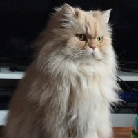 Duck (@duckthecat) 's Twitter Profile Photo Duck (@duckthecat) 's Twitter Profile Photo