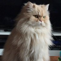 Duck(@duckthecat) 's Twitter Profile Photo