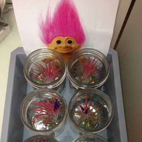 EcofunTeam's profile picture. The EcoFun team at INRA Bordeaux gathers competences in forest ecology, stable isotope geochemistry, remote sensing, bio-meteorology and eco-hydrology.