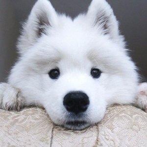 As a Samoyed Addict like yourself, we love Samoyed dogs as much as you do! Follow us for the latest and cutest Samoyed pictures, videos, and everything Samoyed!