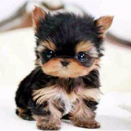 puppysofluffy's profile picture. Literary stuff and others