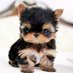 puppysofluffy (@puppysofluffy) Twitter profile photo puppysofluffy (@puppysofluffy) Twitter profile photo