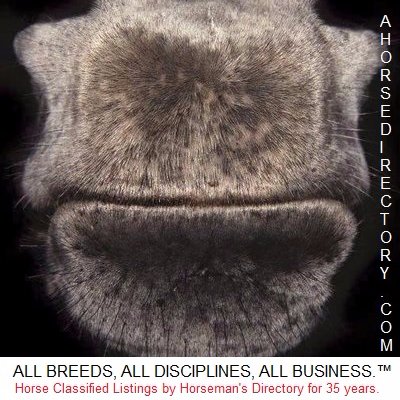 EquineTweets's profile picture. #equine #tweets #horses #equestrian #horse #directory #usa #boarding #farms #classifieds