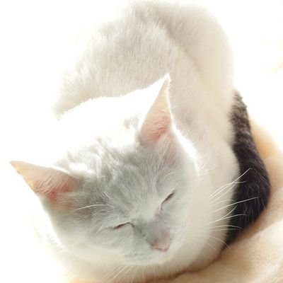 itasan23's profile picture. 猫３匹と妻と名古屋で暮らすおじさん。毎朝香流川沿いをウォーキングしています。42歳で25m泳げるようになり今は1000m完泳が目標。
2014年に人間ドックで視神経乳頭陥凹拡大の所見あり現在緑内障治療中。
#ウォーキング、#イマソラ、#香流川、#緑内障、#御朱印 に勝手にいいねします。名古屋周辺情報などRPします。