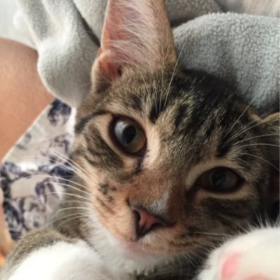 leunglaoshi's profile picture. Animal Whisperer; Hypno Therapist; Arts & Culture;Design & Architecture; Citizen Diplomat;