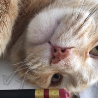 Ms. Ranta (@mscranta) 's Twitter Profile Photo