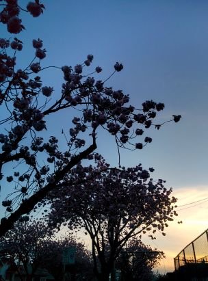 wutangwangbang's profile picture. 