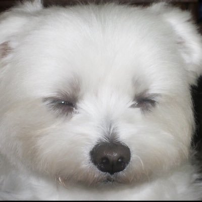 tomywon's profile picture. 