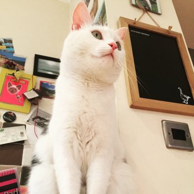 My name is Henry and I was adopted on the 29/8/2015