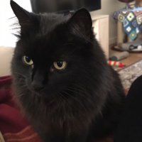 Alison James (@midwifealij) 's Twitter Profile