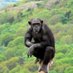 polechimp (@adskankster) Twitter profile photo