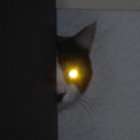 n (@ayanops) 's Twitter Profile Photo