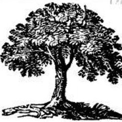 #TheTreeProject #WeLoveTrees #ProtectingTrees #TheSecretLifeofTrees