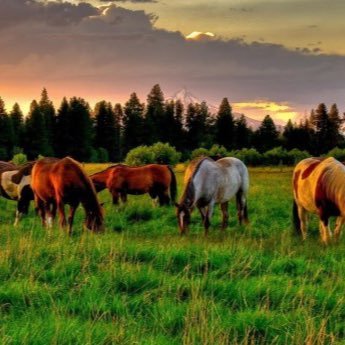 Dios, patria y el campo. Paisa y uribista.