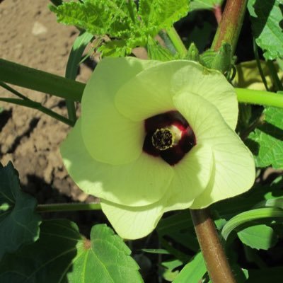 Herbalism, food, nutrition, gardening, farming, and healthy and natural living