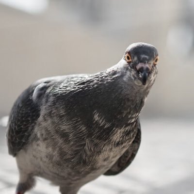 Coozava's profile picture. 