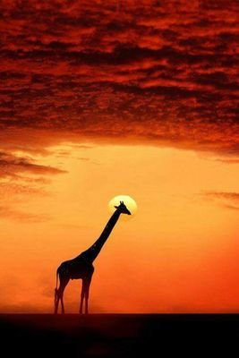AfricaHarambee's profile picture. Let's all work together to help create the opportunities to fulfil the ambition of the millions of youth coming into the job market in Africa.
