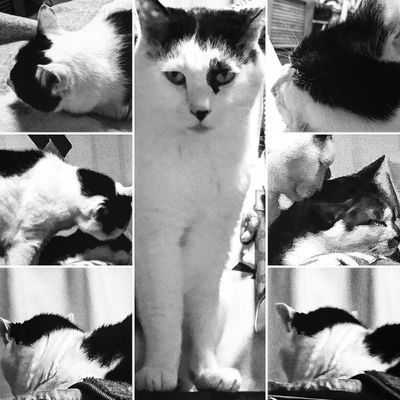 mika_ha_'s profile picture. 空の色と猫が好き。日々の呟きを