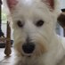 Bolt the Westie (@keenun54) Twitter profile photo Bolt the Westie (@keenun54) Twitter profile photo