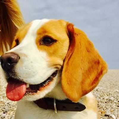 I am Beagle...Jagles Beagle!