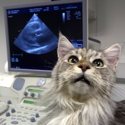 Retweets anything with the #vetcardio hashtag. Aims to promote cardiology within the veterinary profession, created by the Veterinary Cardiovascular Society, UK