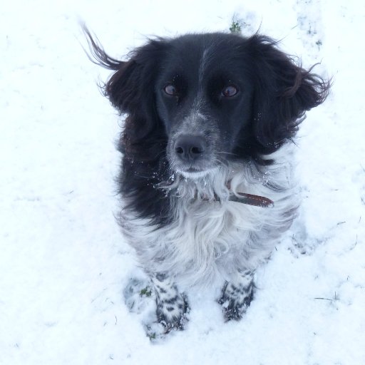 Cambridge resident and environmental activist. Passionate about wildlife, greenspace and the outdoors.  A regular dog walker and jogger on Coldhams Common.