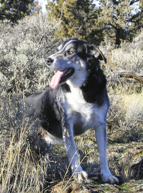 This site is your best resource for hiking trails around Central Oregon where you can take your dog and tote a camera for a full day of adventure and enjoyment.