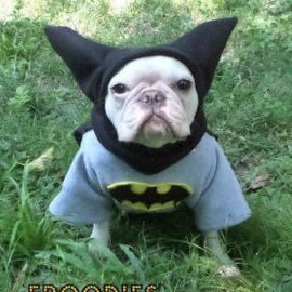 Cooper The Superdog Superdog Cooper Twitter Cooper The Superdog Superdog Cooper Twitter