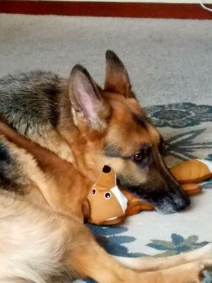 LokiStevens's profile picture. 