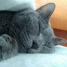 aoken217's profile picture. 楽しく可笑しくゲームやります！
タイタンフォール/ガンダム/猫/ゲーム/アニメ/モンハン/大好きです！