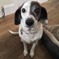 Shanis Barnard (@shanisbarnard) 's Twitter Profile