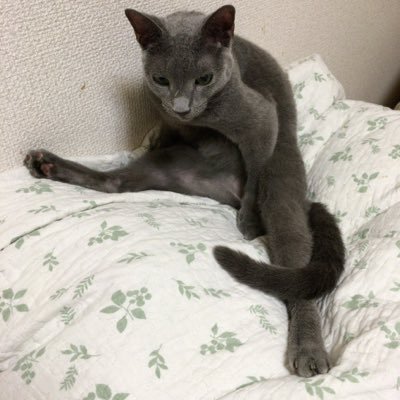 黒茶