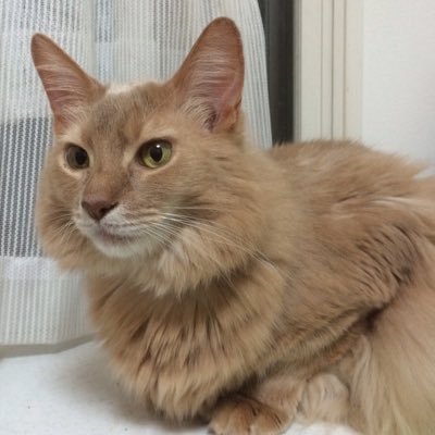 フィギュアスケートファン歴が地味に長く、そして植物ヲタ歴も低学年時代から‥はたまた、重度の活字中毒歴は、幼児の頃より‥という地味長系の趣味人間です。 聖飢魔Ⅱ古参信者。オフコース→小田和正さんファン。現在の動物家族は、2019年3月生まれの女子猫🐱某スーパーの早朝勤務者です。